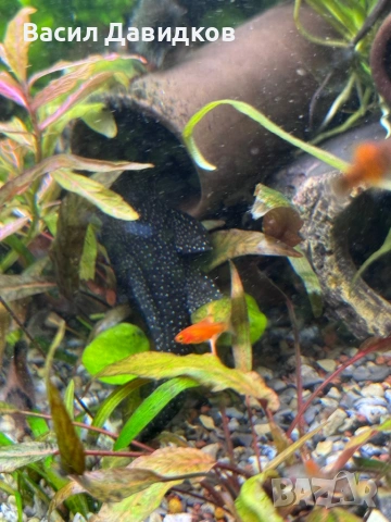 Чифт звездни анциструси L183  