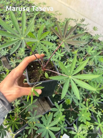 Лупина , снимка 3 - Градински цветя и растения - 54329533