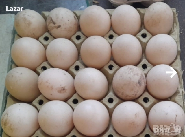 Продавам Смарагдови патици и яйца, снимка 6 - други­ - 48842978