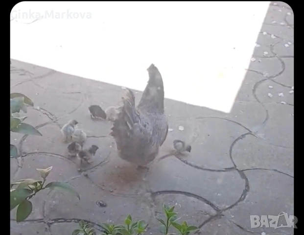 Декоративна кокошка с пиленца - 30 евро, снимка 2 - други­ - 54294508