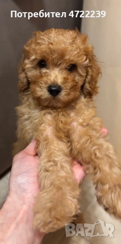 Среден женски пудел априкот, снимка 6 - Пудели - 53263028