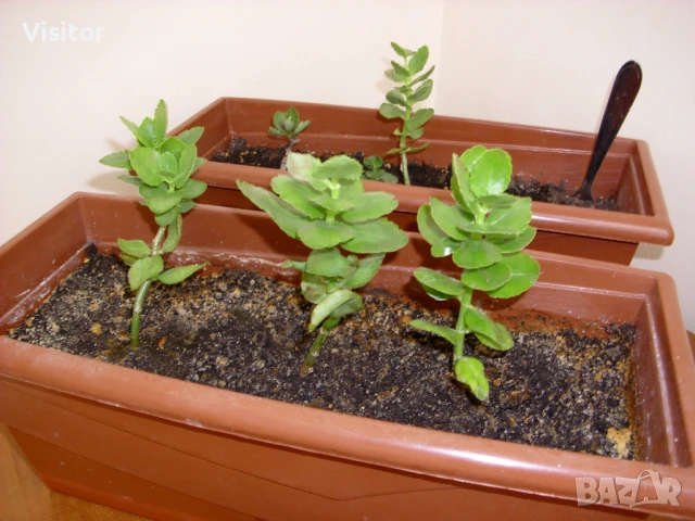 цифров фотоапарат AGFA PHOTO DC - 1033M   10MPx, снимка 18 - Фотоапарати - 51285083