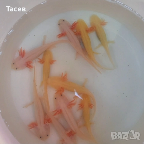 Аксолотъл 12см, снимка 1