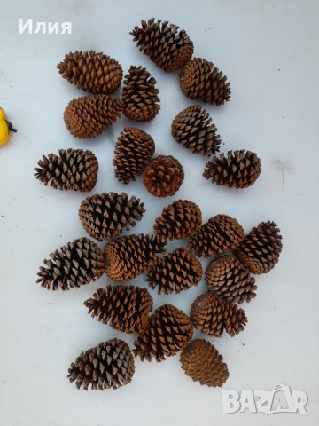 Големи шишарки (от 10 до 17 см) , снимка 3 - Декорация за дома - 38594162