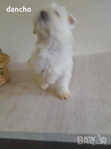 Продавам болонка , снимка 9 - Болонка - 47874174