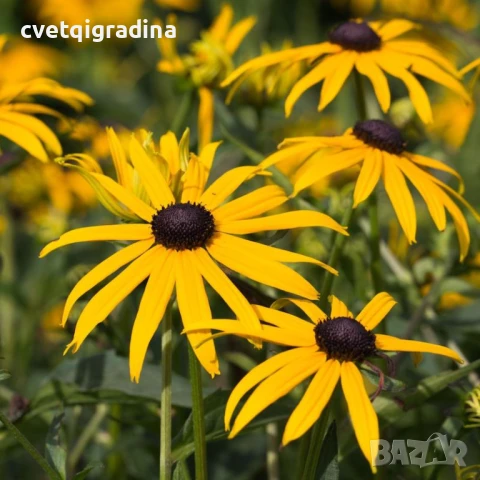 СПЕЦИАЛНА ОФЕРТА –, снимка 3 - Градински цветя и растения - 51036784