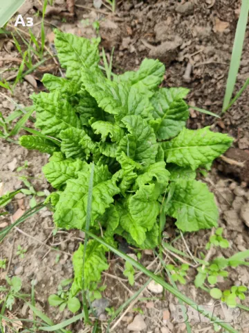 Продавам цветя Иглика (полска), снимка 10 - Разсади - 47332304