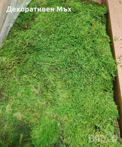 Промоция - декоративен плосък стабилизиран скандинавски естествен мъх., снимка 4 - Декорация за дома - 35451895