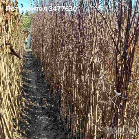 Овощни плодни дръвчета , снимка 4 - Градински цветя и растения - 42639025