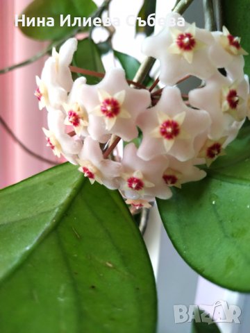 Восъчно цвете, хоя, различни видове и размери , снимка 2 - Градински цветя и растения - 38144193