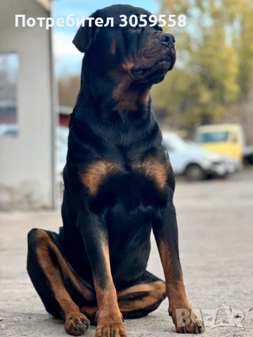 Ротвайлер , снимка 8 - Ротвайлер - 54254895