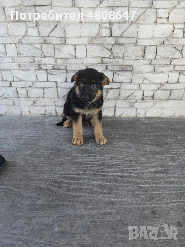 Немски овчарки , снимка 7 - Немска овчарка - 54320500