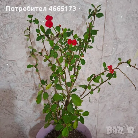 Исусов Венец Цвете, снимка 3 - Стайни растения - 56247602