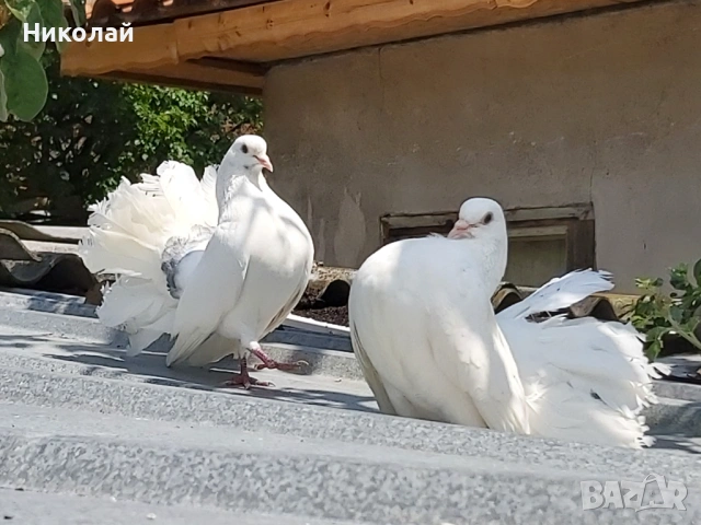 Продавам гълъби фенерлии