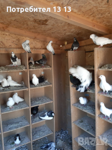 ПРОДАВАМ ГЪЛЪБИ, снимка 16 - Гълъби - 44535190