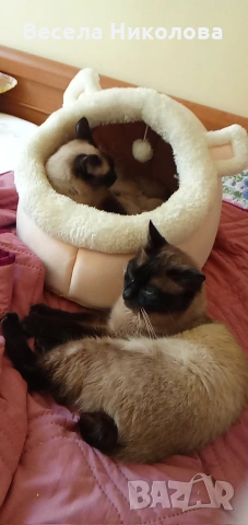 Продаваме сиамски котета , снимка 4 - Сиамска - 53921158