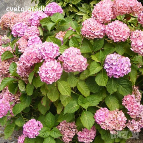 Hydrangea macr. "Miessalina" (Хидрангеа Месалина), снимка 3 - Градински цветя и растения - 50494308