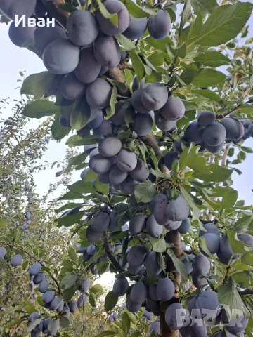 Продаваме сини сливи