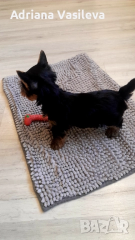 Йоркширски териер , снимка 5 - Йоркширски териер - 52909668