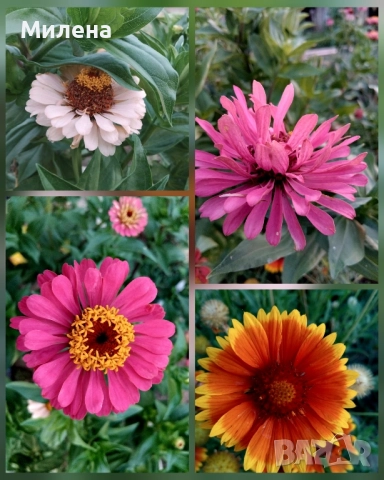 семена за едногодишни цветя , снимка 3 - Сортови семена и луковици - 51471965