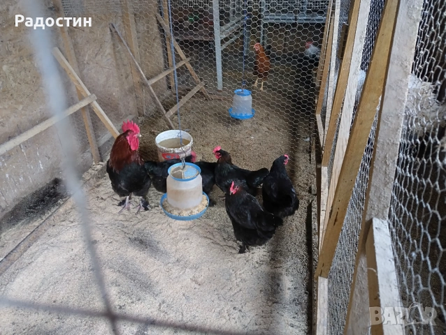 Черен маран оплодени яйца , снимка 4 - За птици - 53922801