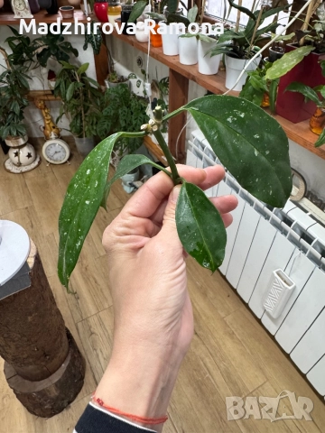 Hoya praetorii , снимка 5 - Стайни растения - 52647265