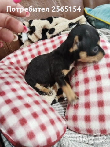 Пинчерчета , снимка 3 - Пинчер - 54063680