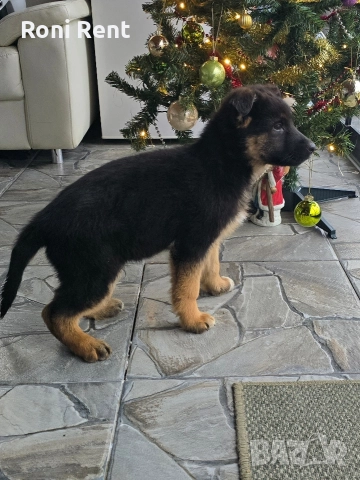 Немски Овчарки !Свободни 2 мъжки и 2 женски