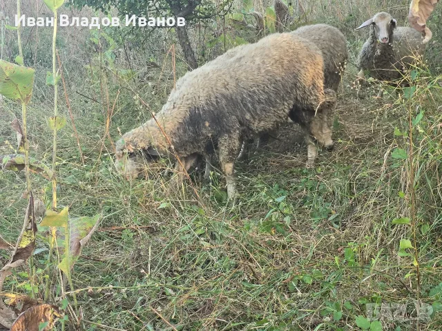 Био агнета-шилета 40-70 кг – 6 €/кг, снимка 2 - Овце - 55866270