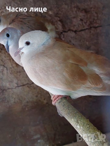 смеищисе гугутки на едро и дребно , снимка 8 - други­ - 14319229