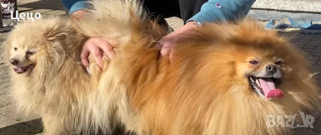 Померан за разплод | babby doll , снимка 5 - Померан - 45344847