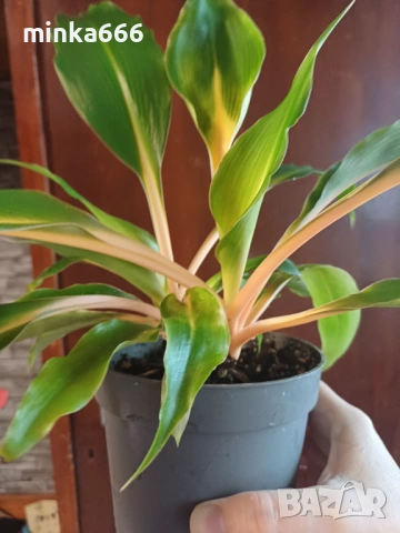 Оранжев хлорофитум