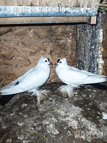 саксонски чайки, снимка 4 - Гълъби - 52795008