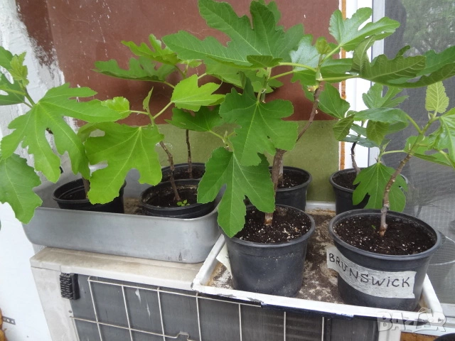 Смокини- 2 сорта в контейнери- Блек Мишън и Брънсуик, снимка 9 - Разсади - 54092194