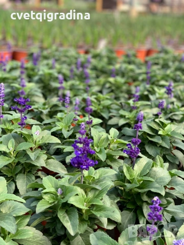 Salvia ‘Sallyfun Deep Ocean’-Градинска Салвия, снимка 3 - Градински цветя и растения - 54344876
