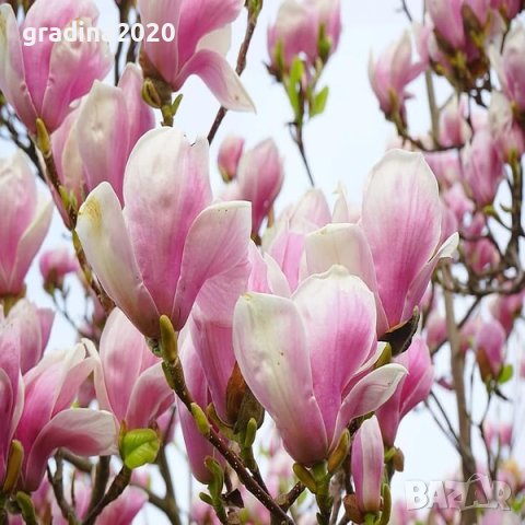 Магнолия Soulangeana - Солангеана , снимка 3 - Разсади - 40338131