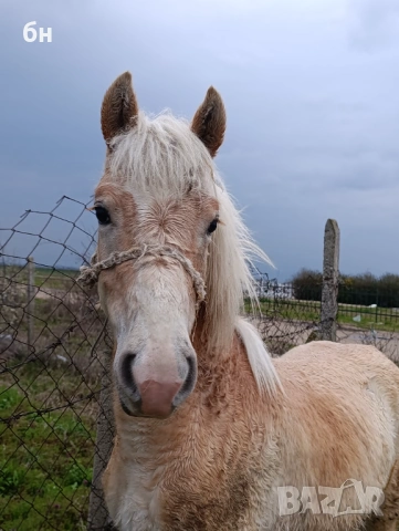 Хафлингер мъжко конче, снимка 2 - Коне - 53971559