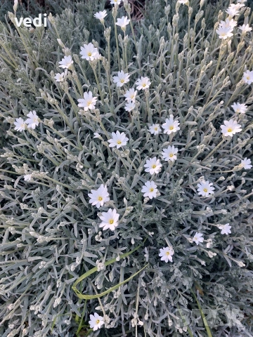 ЯСКОЛКА, ПОЧВОПОКРИВНО ЦВЕТЕ, снимка 3 - Градински цветя и растения - 54333240