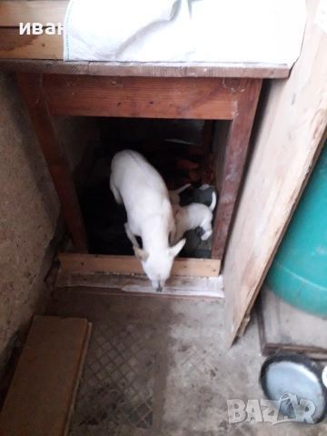 продавам пинчери