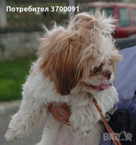 Ши тцу, снимка 2 - Ши Тцу - 53886422