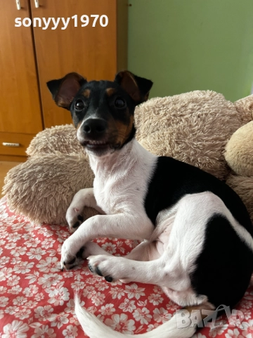 ДЖАК РЪСЕЛ 0101260946