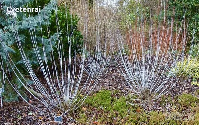 Синьостъблена Върба, снимка 1