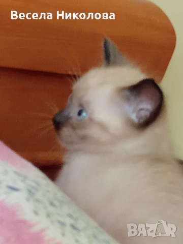 Мъжко сиамско коте , снимка 5 - Сиамска - 54191599