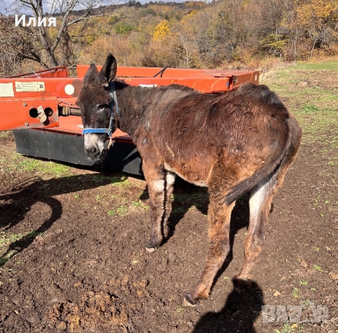 Продавам женско магаре