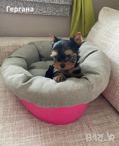 Мини йоркширски териер, снимка 3 - Йоркширски териер - 53081958