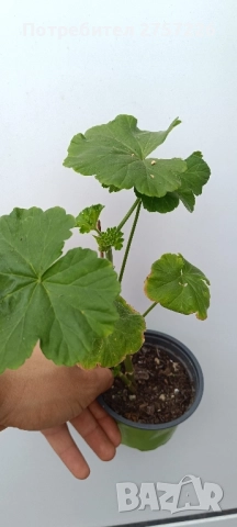 Сортови мушката, снимка 5 - Стайни растения - 52062315