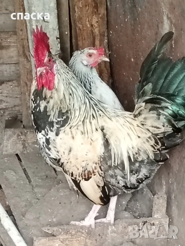  Три Дългопеещи петли, снимка 3 - Кокошки и пуйки - 54178394