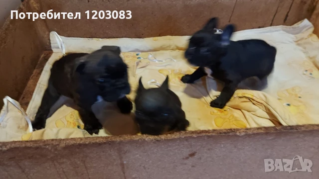 френски булдог, снимка 1