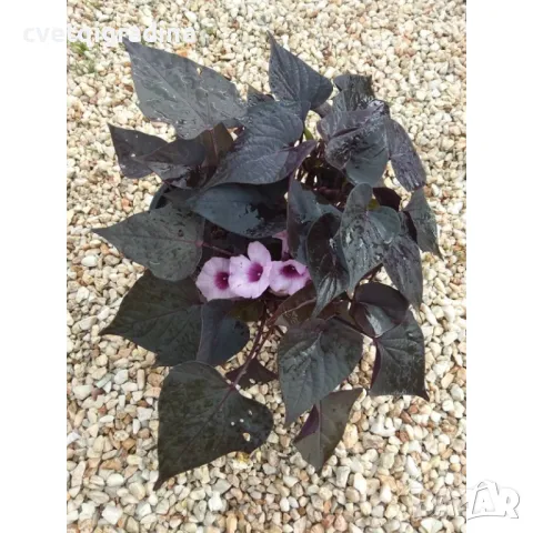 Ipomoea ‘Flora Mia Nero’ Импомеа, снимка 2 - Градински цветя и растения - 49894412