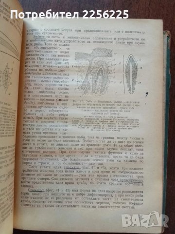Зоология на гръбначните животни, 1958г, снимка 2 - Специализирана литература - 50440645